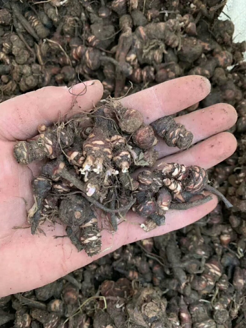 紫叶酢浆草红花酢浆草三叶草幸运草庭院别墅花坛绿植四季绿化