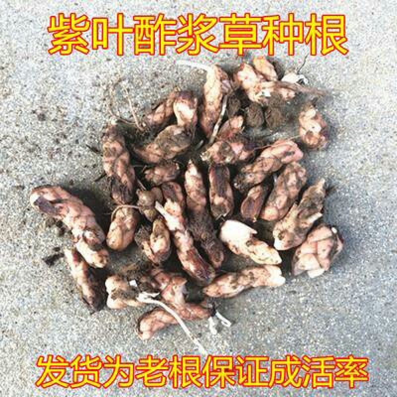 紫叶酢浆草红花酢浆草三叶草幸运草庭院别墅花坛绿植四季绿化