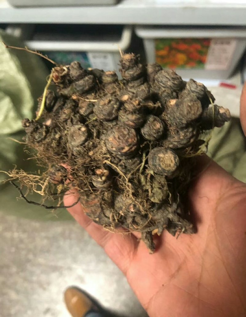 紫叶酢浆草红花酢浆草三叶草幸运草庭院别墅花坛绿植四季绿化