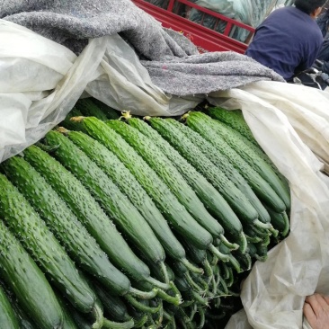 黄瓜来