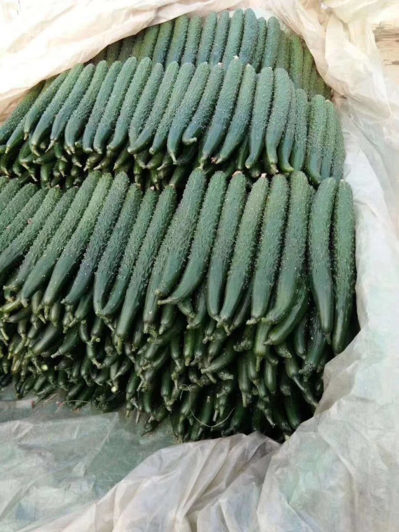 黄瓜来