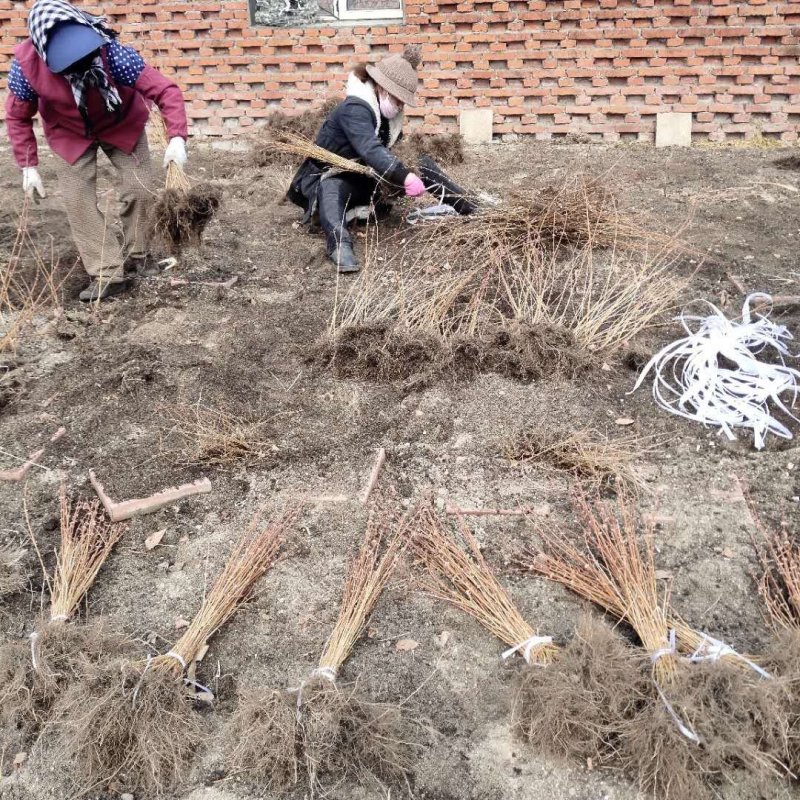 蓝靛果苗黑瞎子果羊奶子果基地直供包成活浩海浆果