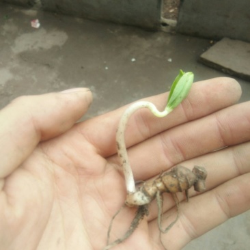 重楼苗，七叶一枝花