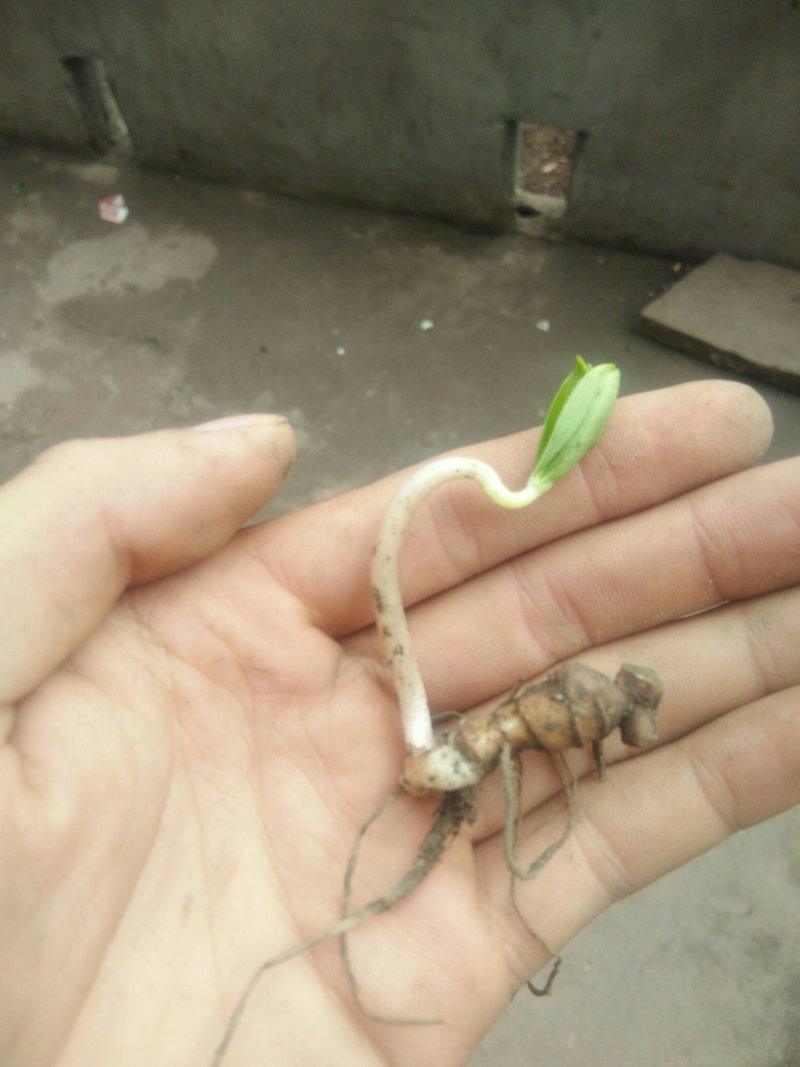 重楼苗，七叶一枝花