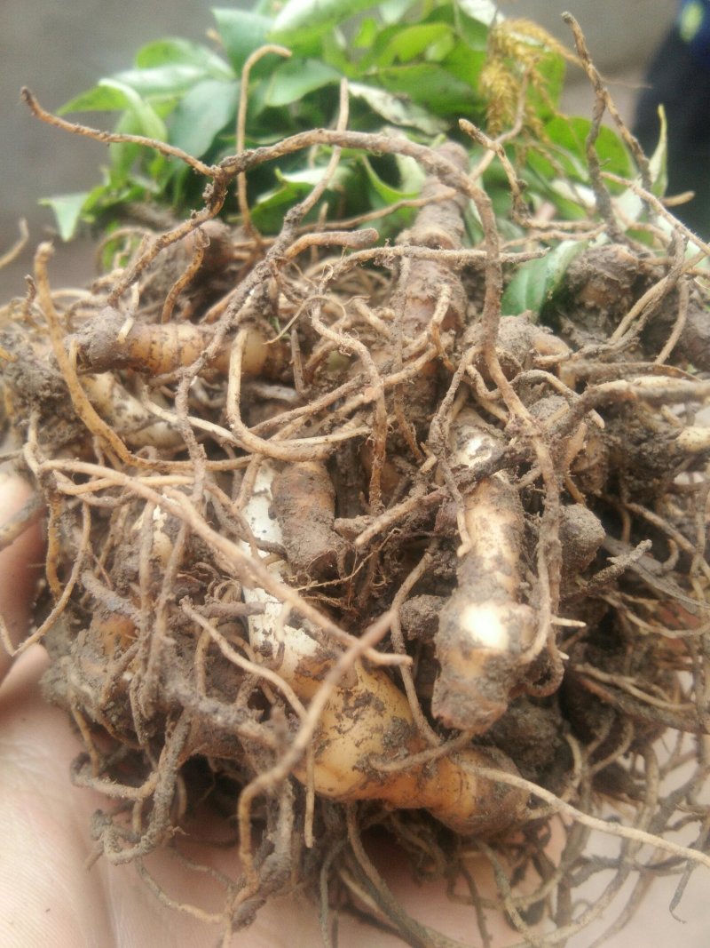 重楼苗，七叶一枝花