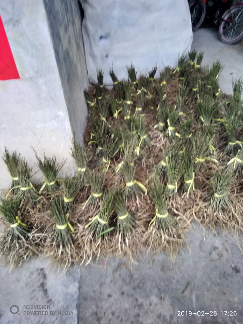 供应黄花倒水莲种子大苗。当年种植当年开花。