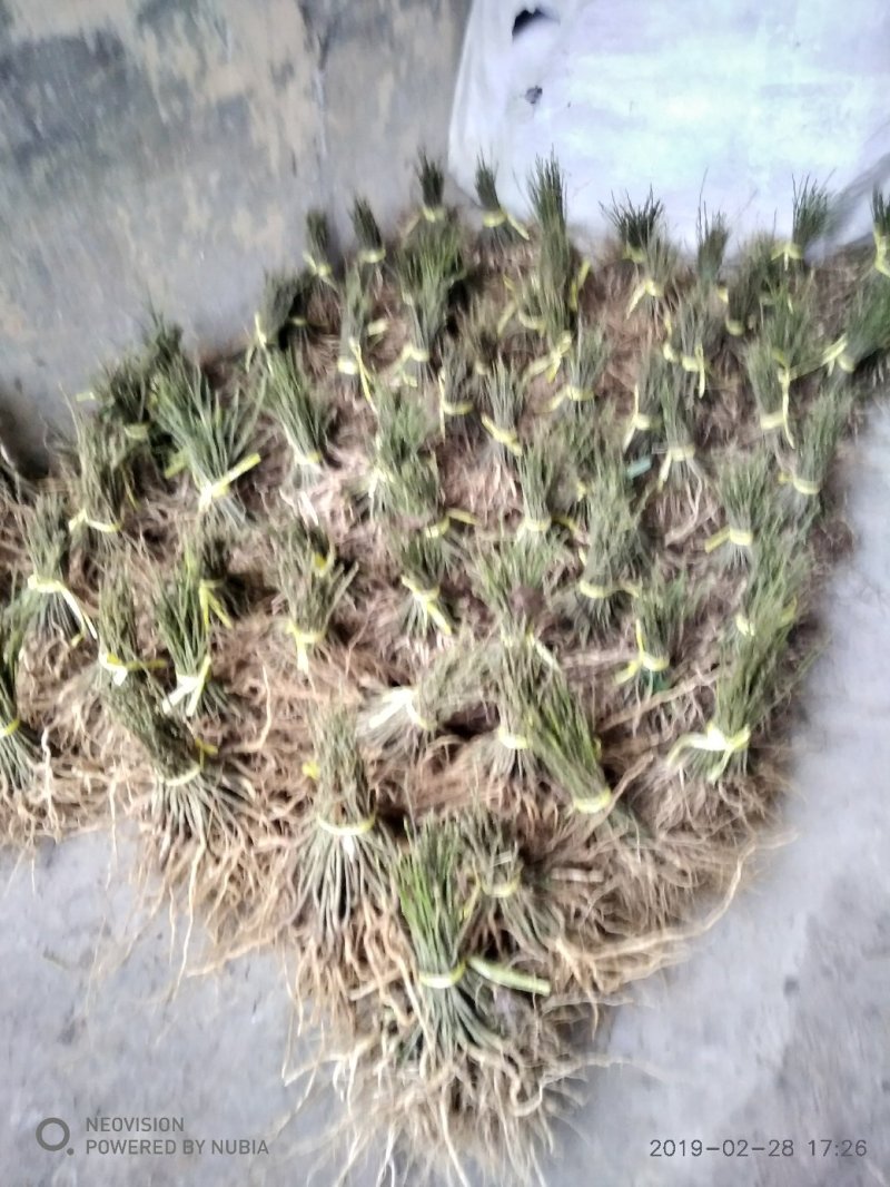 供应黄花倒水莲种子大苗。当年种植当年开花。