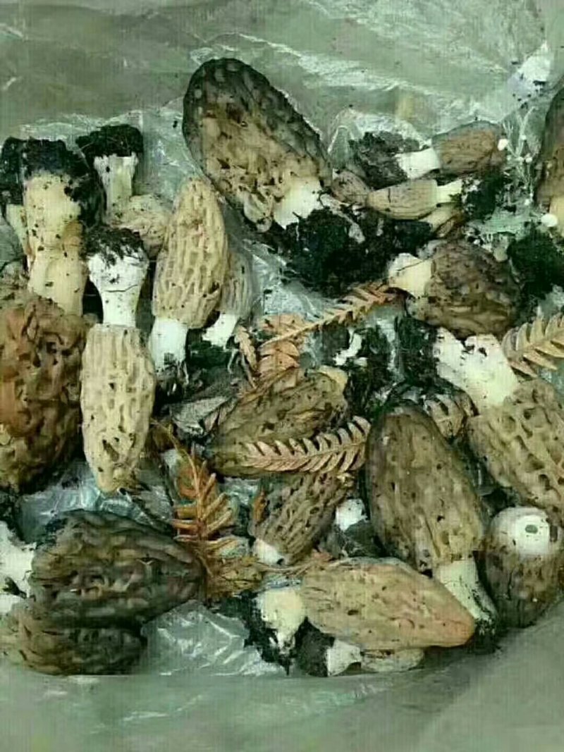 高原野生羊肚菌干货