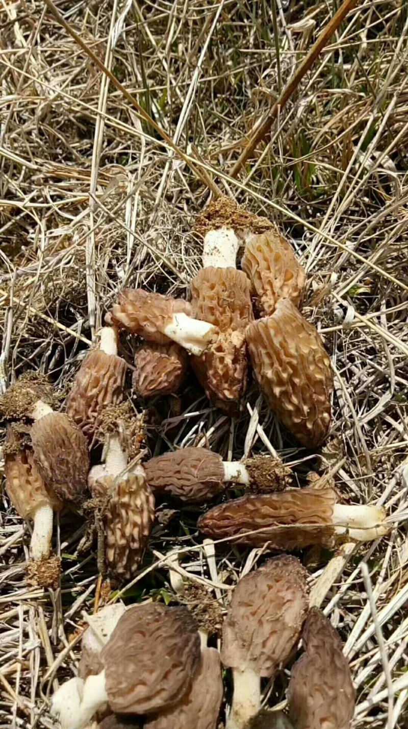 高原野生羊肚菌干货