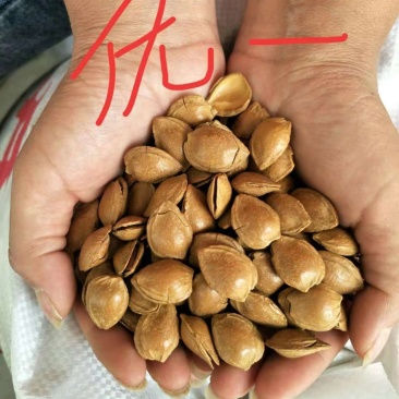 开口杏核产地直销（原味，五香味）量大的来