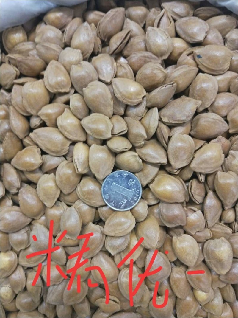 开口杏核产地直销（原味，五香味）量大的来