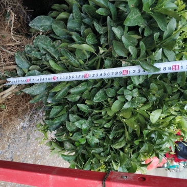 沙糖桔苗质量优各种规格柑橘靓货