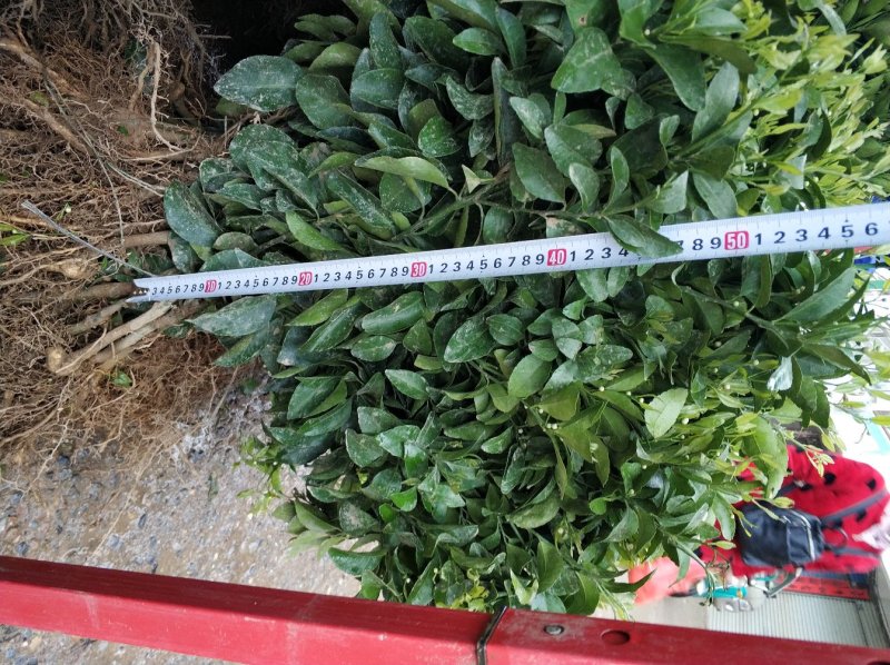 沙糖桔苗质量优各种规格柑橘靓货