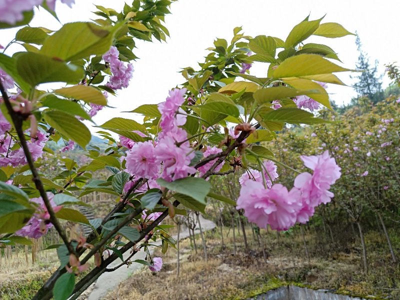 出售紫微、樱花，桂花。价格便宜量大从优。