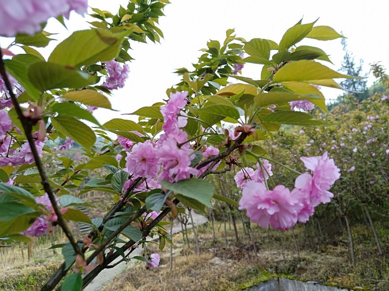 出售紫微、樱花，桂花。价格便宜量大从优。