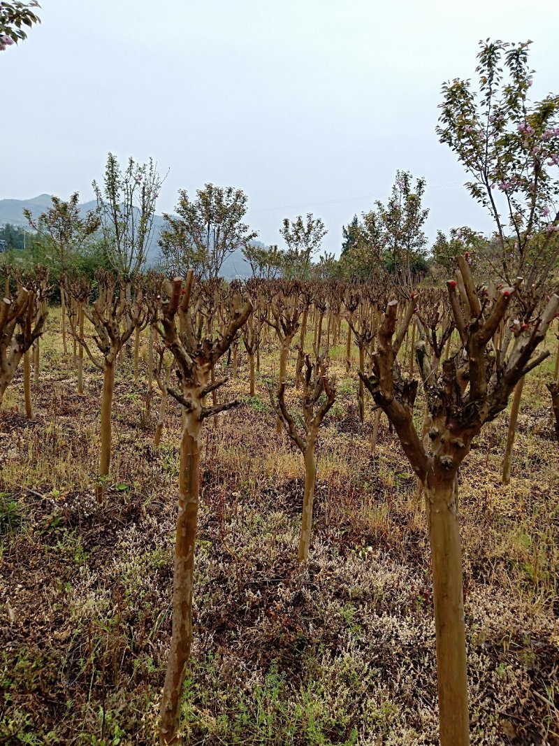 出售紫微、樱花，桂花。价格便宜量大从优。