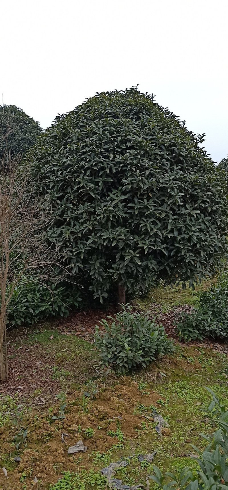 出售紫微、樱花，桂花。价格便宜量大从优。