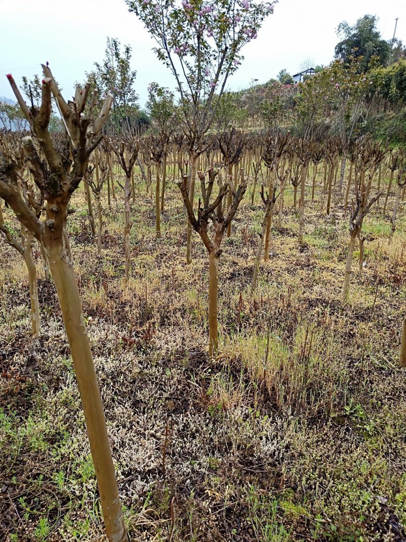 出售紫微、樱花，桂花。价格便宜量大从优。