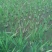 浙茭7号双季茭白苗种苗，金华直发