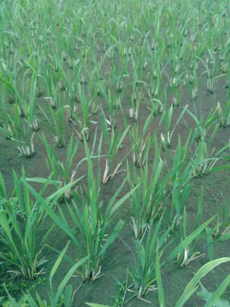 浙茭7号双季茭白苗种苗，金华直发