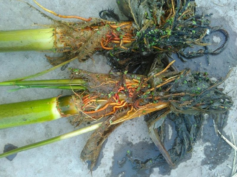 浙茭7号双季茭白苗种苗，金华直发