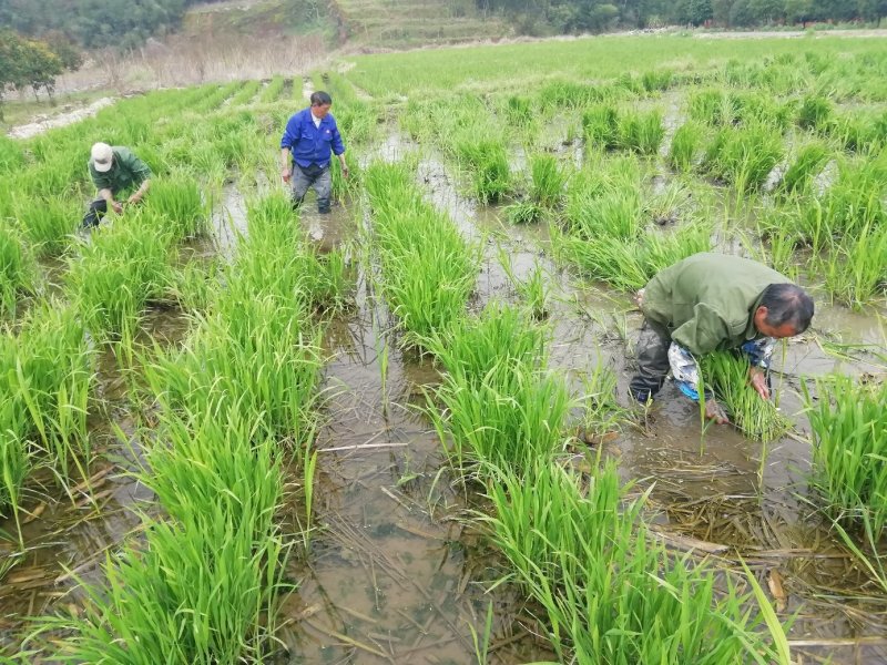 浙茭7号双季茭白苗种苗，金华直发