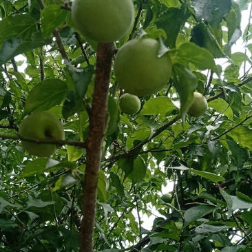 梅子