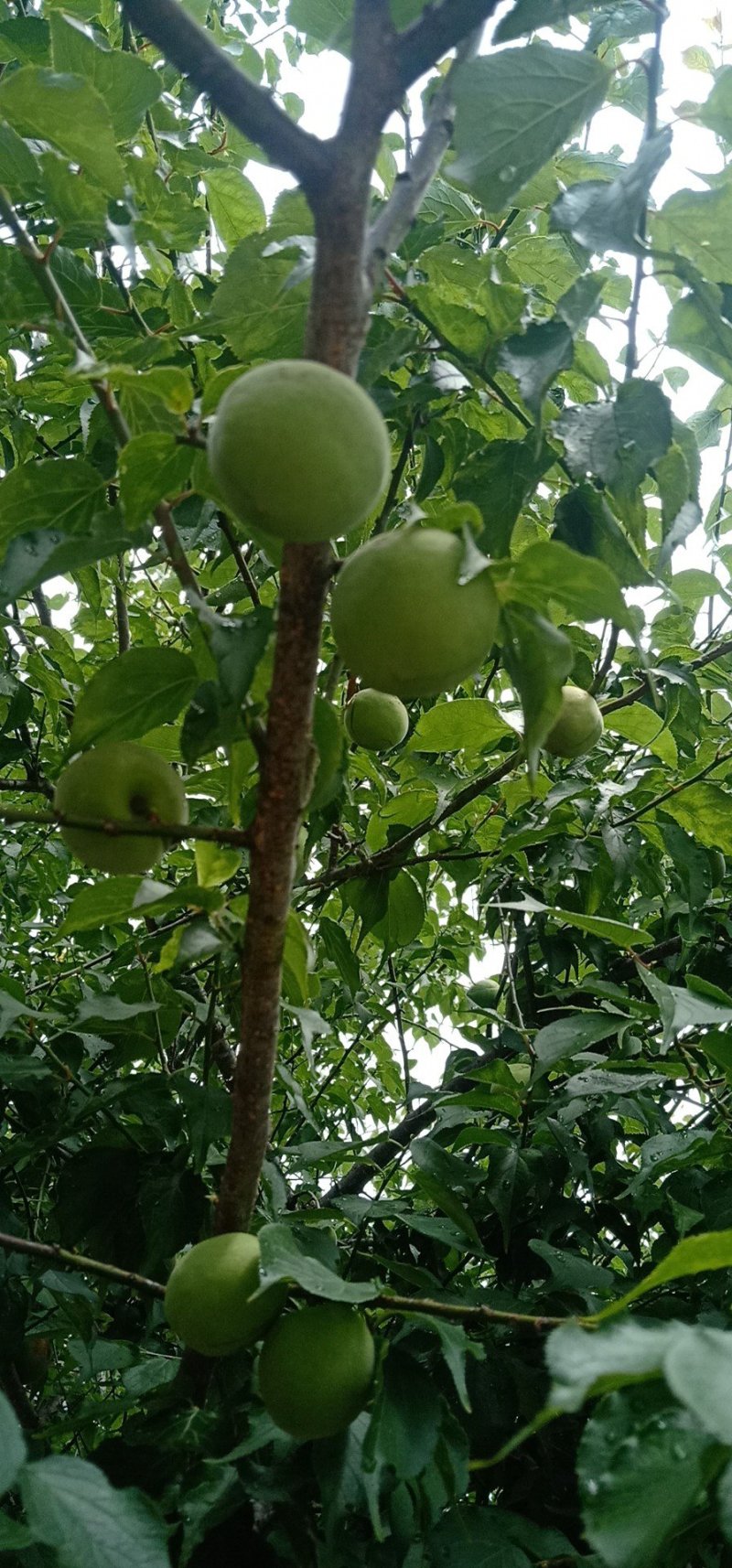 梅子