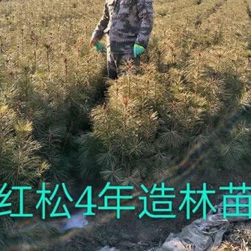 红松一到四年苗各种规格上山造林苗！！！！！