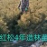 红松一到四年苗各种规格上山造林苗！！！！！