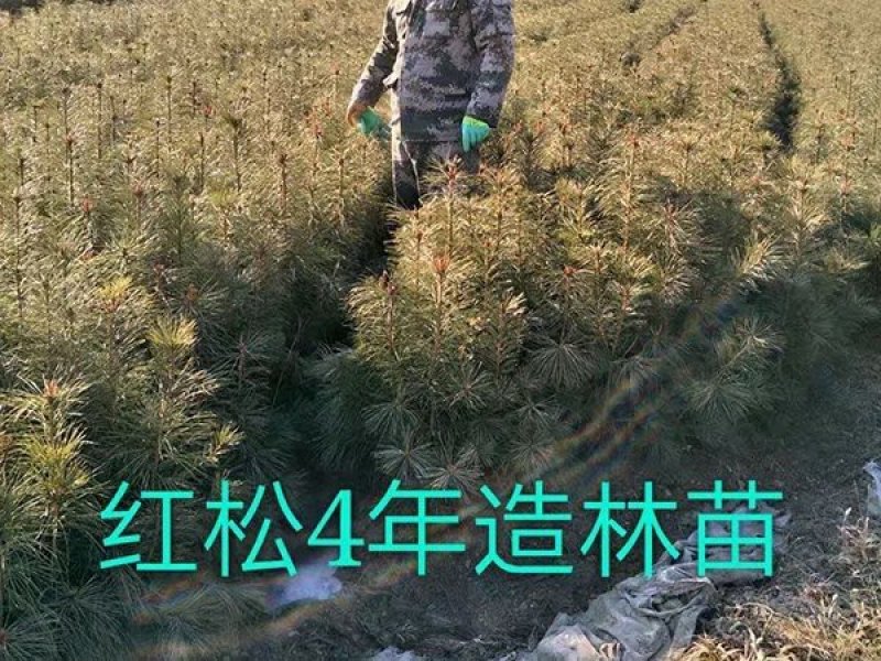 红松一到四年苗各种规格上山造林苗！！！！！