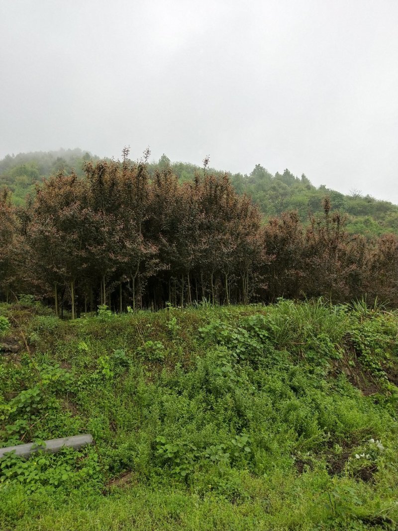 红叶李