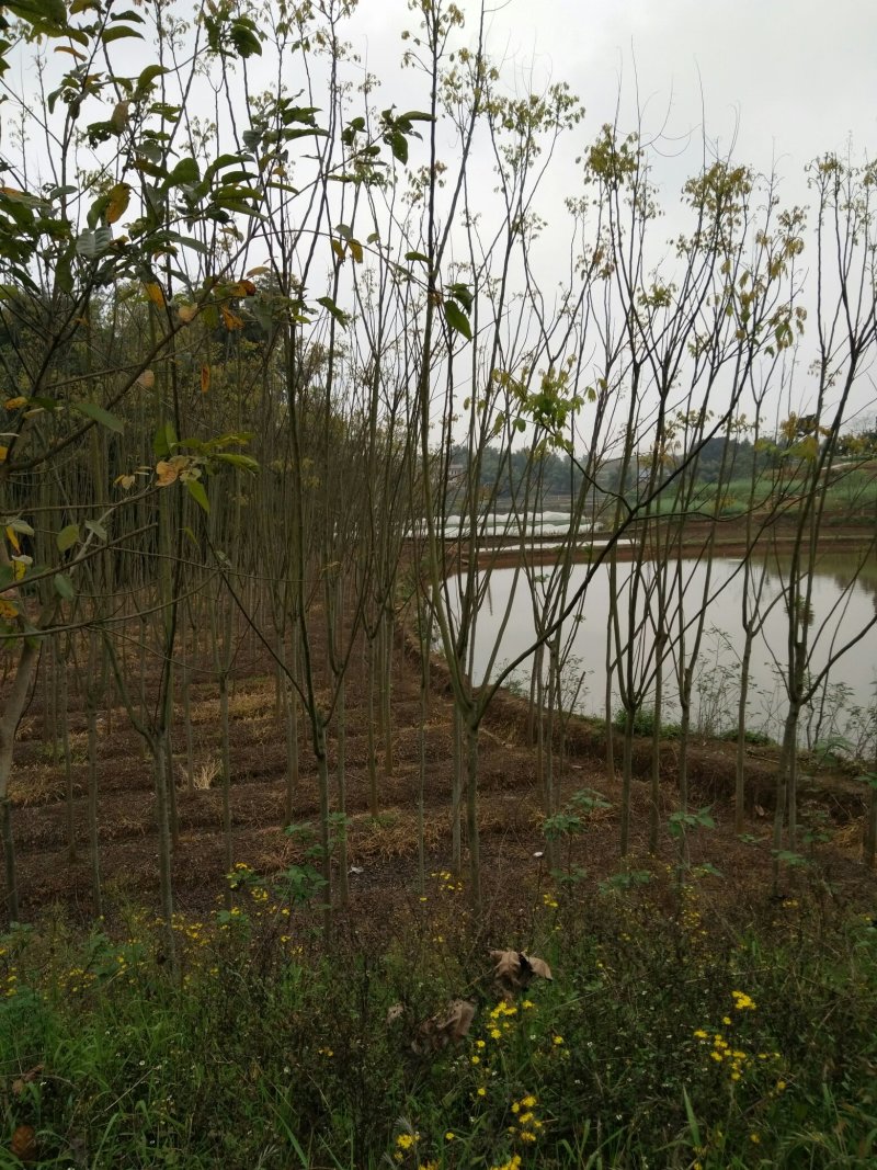 栾树甩卖（又名摇钱树）
