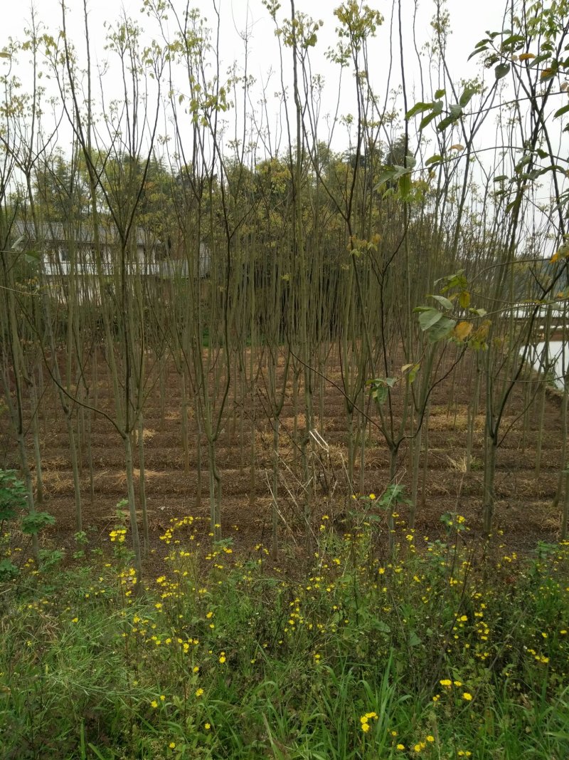 栾树甩卖（又名摇钱树）