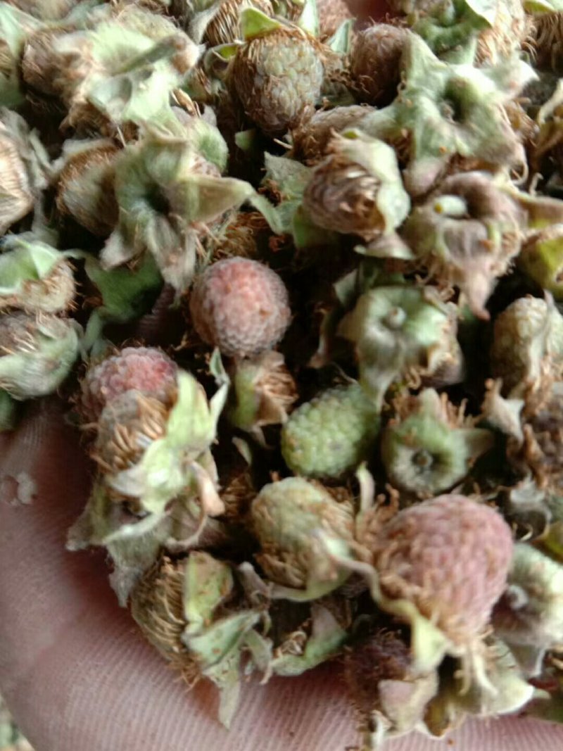 腹盆子