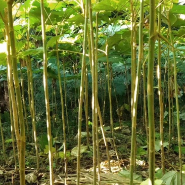 常年年主营通草