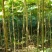常年年主营通草