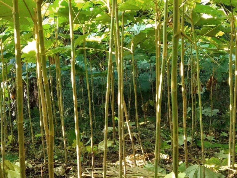 常年年主营通草