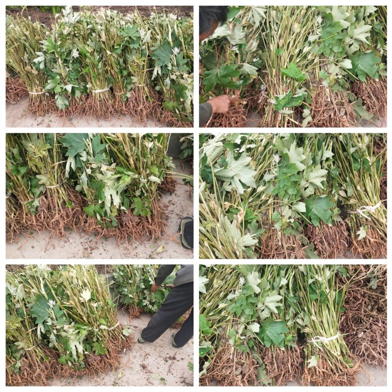 常年年主营通草