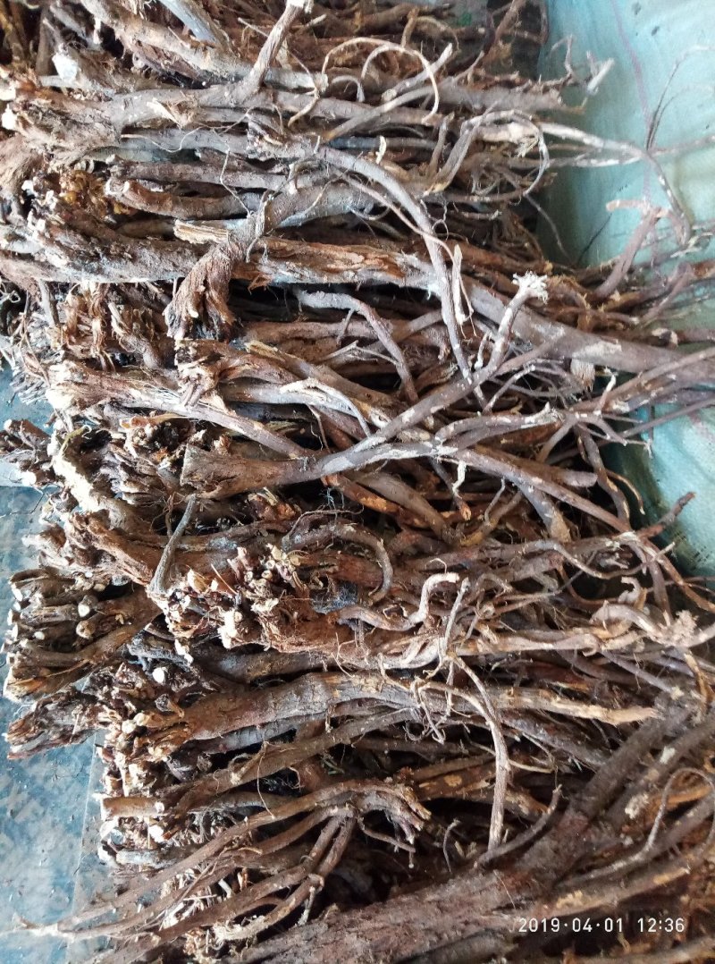 红芪自然生长无污染高含量野生红芪手选片批发