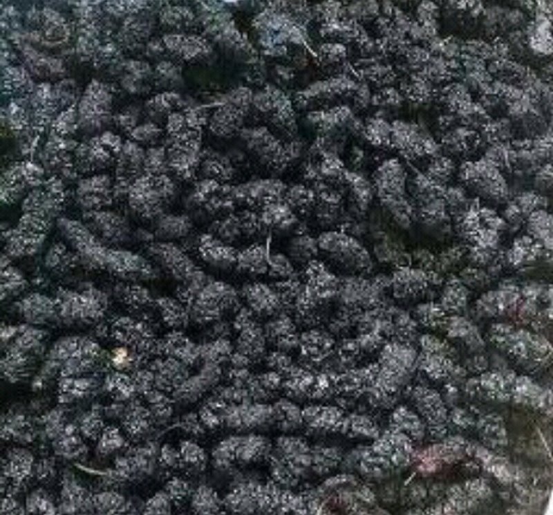 桑葚干食用天然无泥沙免洗~药用干净中药材批发零售