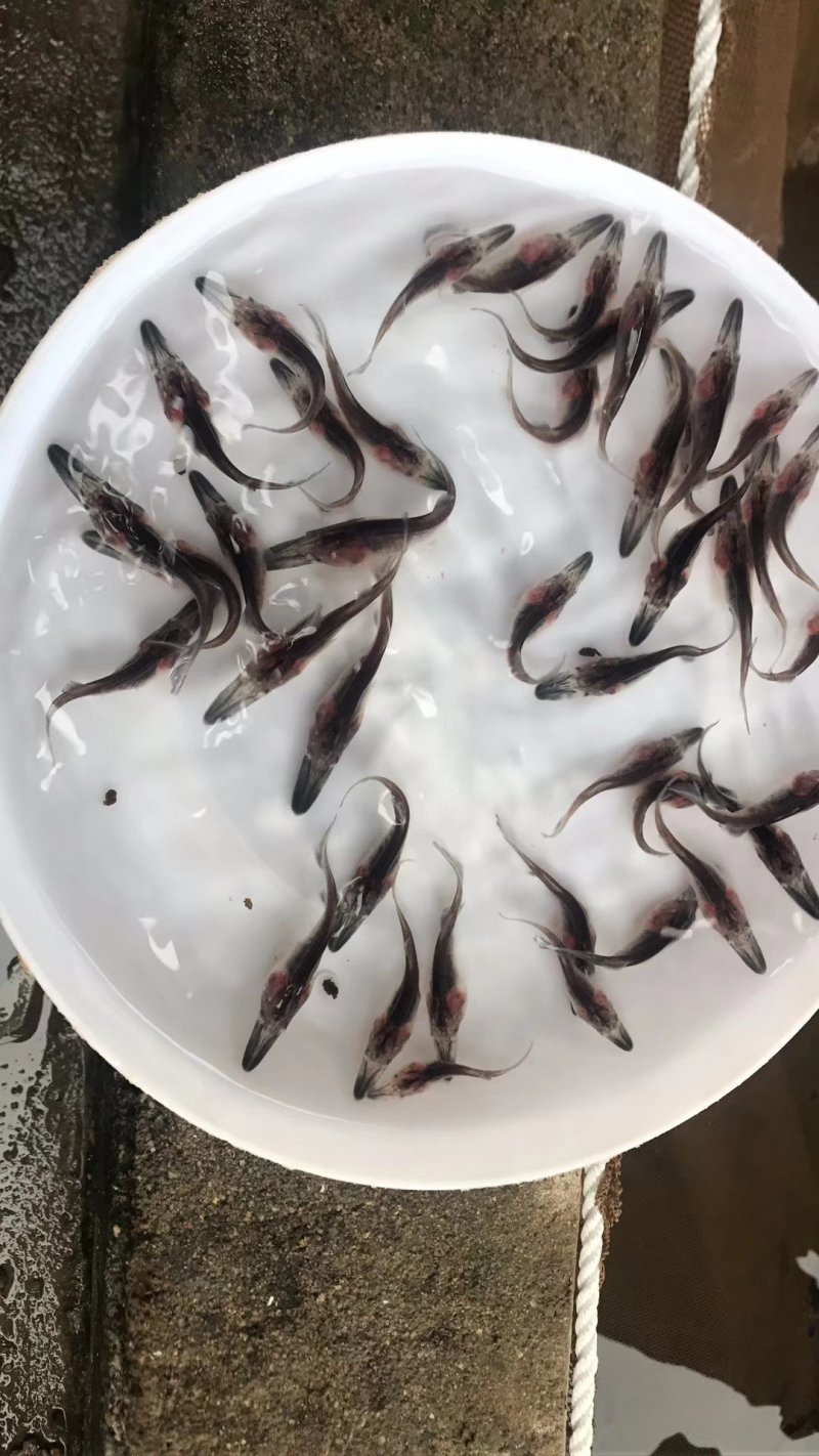 鸭嘴鱼苗9公分以上鸭嘴鱼苗大量供货