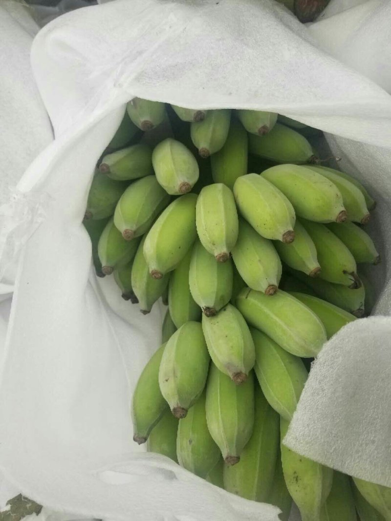 芭蕉