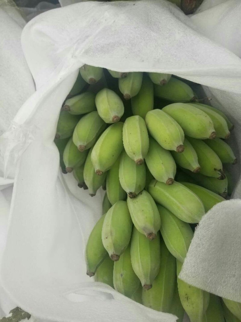 芭蕉