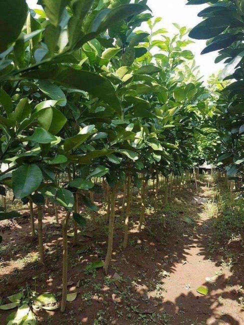 正宗泰国青柚苗带泥发货