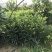 正宗泰国青柚苗带泥发货