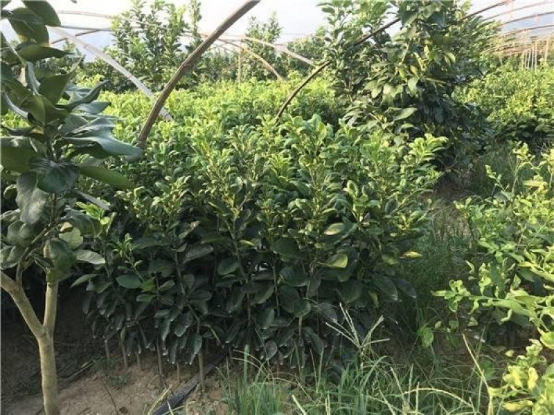 正宗泰国青柚苗带泥发货