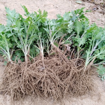 菊花种苗北京夏菊苗基地直供根系好花色艳丽