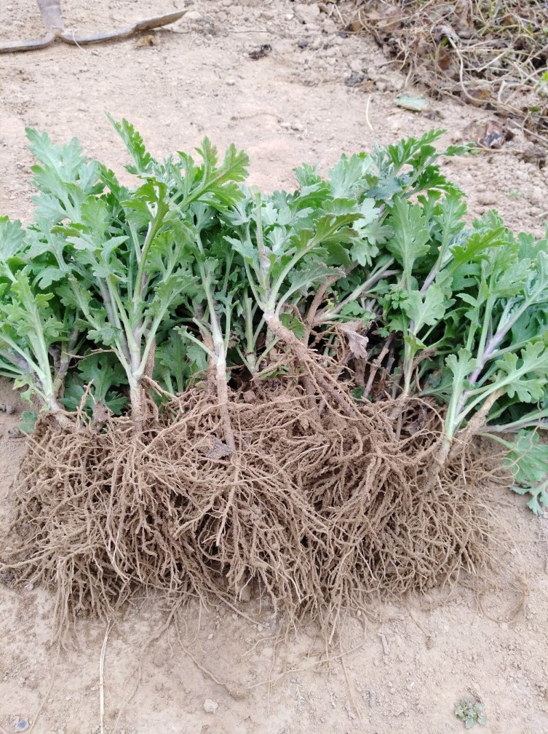 菊花苗菊苗常年开花花色多样的四季菊苗