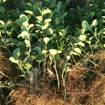 冬青苗大叶黄杨床苗扦插小苗色块苗植物墙用苗